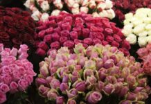 Dostava od 20 hiljada ruža vraćena: Ceo ulaz zatrpan cvećem, a njoj se nije dopao gest Dostava od 20 hiljada ruža vraćena: Ceo ulaz zatrpan cvećem, a njoj se nije dopao gest