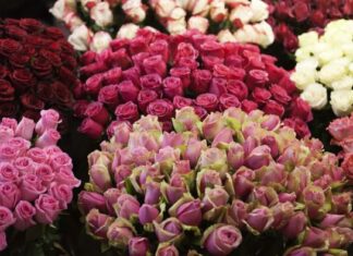 Dostava od 20 hiljada ruža vraćena: Ceo ulaz zatrpan cvećem, a njoj se nije dopao gest Dostava od 20 hiljada ruža vraćena: Ceo ulaz zatrpan cvećem, a njoj se nije dopao gest