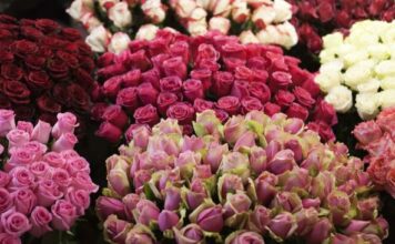 Dostava od 20 hiljada ruža vraćena: Ceo ulaz zatrpan cvećem, a njoj se nije dopao gest Dostava od 20 hiljada ruža vraćena: Ceo ulaz zatrpan cvećem, a njoj se nije dopao gest