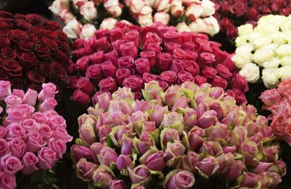 Dostava od 20 hiljada ruža vraćena: Ceo ulaz zatrpan cvećem, a njoj se nije dopao gest Dostava od 20 hiljada ruža vraćena: Ceo ulaz zatrpan cvećem, a njoj se nije dopao gest