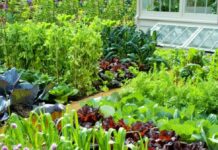 Evo kako da organizujete i posadite malu baštu koja će vam donositi bogat prinos: I to bez hemije uz minimalne troškove Evo kako da organizujete i posadite malu baštu koja će vam donositi bogat prinos: I to bez hemije uz minimalne troškove