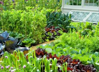 Evo kako da organizujete i posadite malu baštu koja će vam donositi bogat prinos: I to bez hemije uz minimalne troškove Evo kako da organizujete i posadite malu baštu koja će vam donositi bogat prinos: I to bez hemije uz minimalne troškove