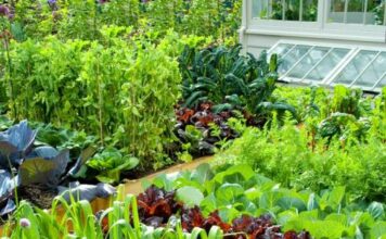 Evo kako da organizujete i posadite malu baštu koja će vam donositi bogat prinos: I to bez hemije uz minimalne troškove Evo kako da organizujete i posadite malu baštu koja će vam donositi bogat prinos: I to bez hemije uz minimalne troškove