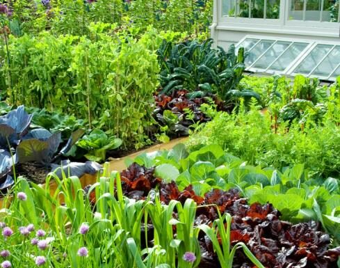 Evo kako da organizujete i posadite malu baštu koja će vam donositi bogat prinos: I to bez hemije uz minimalne troškove Evo kako da organizujete i posadite malu baštu koja će vam donositi bogat prinos: I to bez hemije uz minimalne troškove