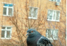 Golubovi ne podnose ovaj prizor: Prestat će se zadržavati na balkonu i prozorskoj dasci uz ovaj trik Golubovi ne podnose ovaj prizor: Prestat će se zadržavati na balkonu i prozorskoj dasci uz ovaj trik