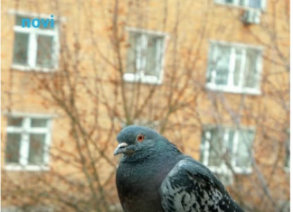 Golubovi ne podnose ovaj prizor: Prestat će se zadržavati na balkonu i prozorskoj dasci uz ovaj trik Golubovi ne podnose ovaj prizor: Prestat će se zadržavati na balkonu i prozorskoj dasci uz ovaj trik