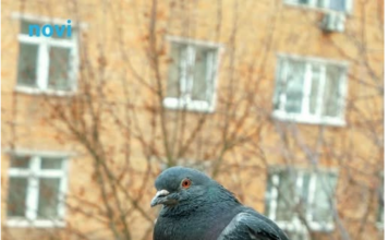 Golubovi ne podnose ovaj prizor: Prestat će se zadržavati na balkonu i prozorskoj dasci uz ovaj trik Golubovi ne podnose ovaj prizor: Prestat će se zadržavati na balkonu i prozorskoj dasci uz ovaj trik