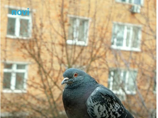 Golubovi ne podnose ovaj prizor: Prestat će se zadržavati na balkonu i prozorskoj dasci uz ovaj trik Golubovi ne podnose ovaj prizor: Prestat će se zadržavati na balkonu i prozorskoj dasci uz ovaj trik