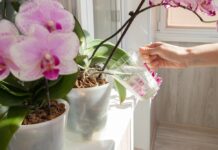 Greške koje ljudi često prave zbog kojih im orhideje nikako ne cvetaju: Stručnjaci otkrivaju cake za održavanje Greške koje ljudi često prave zbog kojih im orhideje nikako ne cvetaju: Stručnjaci otkrivaju cake za održavanje