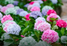 Hortenzije će eksplodirati od cvjetova: Uradite ovo u aprilu i nećete ih prepoznati! Hortenzije će eksplodirati od cvjetova: Uradite ovo u aprilu i nećete ih prepoznati!
