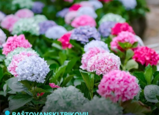 Hortenzije će eksplodirati od cvjetova: Uradite ovo u aprilu i nećete ih prepoznati! Hortenzije će eksplodirati od cvjetova: Uradite ovo u aprilu i nećete ih prepoznati!