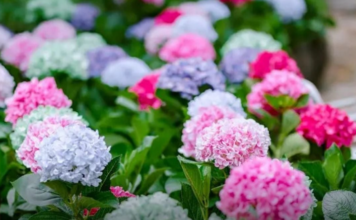 Hortenzije će eksplodirati od cvjetova: Uradite ovo u aprilu i nećete ih prepoznati! Hortenzije će eksplodirati od cvjetova: Uradite ovo u aprilu i nećete ih prepoznati!