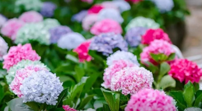Hortenzije će eksplodirati od cvjetova: Uradite ovo u aprilu i nećete ih prepoznati! Hortenzije će eksplodirati od cvjetova: Uradite ovo u aprilu i nećete ih prepoznati!