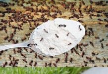 Hvala komšiji na ovom GENIJALNOM triku! Mravi nestaju iz kuće za tren – evo kako Hvala komšiji na ovom GENIJALNOM triku! Mravi nestaju iz kuće za tren – evo kako