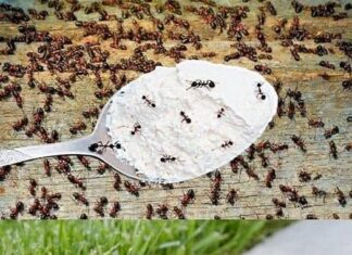 Hvala komšiji na ovom GENIJALNOM triku! Mravi nestaju iz kuće za tren – evo kako Hvala komšiji na ovom GENIJALNOM triku! Mravi nestaju iz kuće za tren – evo kako