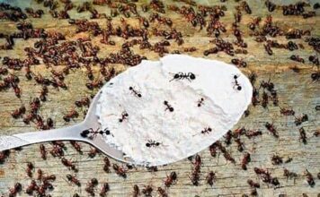 Hvala komšiji na ovom GENIJALNOM triku! Mravi nestaju iz kuće za tren – evo kako Hvala komšiji na ovom GENIJALNOM triku! Mravi nestaju iz kuće za tren – evo kako