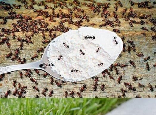 Hvala komšiji na ovom GENIJALNOM triku! Mravi nestaju iz kuće za tren – evo kako Hvala komšiji na ovom GENIJALNOM triku! Mravi nestaju iz kuće za tren – evo kako