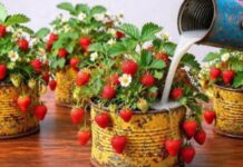 Jagode “polude” zbog OVOGA – krupni plodovi i maksimalan prinos zagarantovani! 🍓🔥