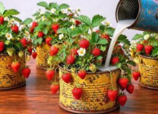 Jagode “polude” zbog OVOGA – krupni plodovi i maksimalan prinos zagarantovani! 🍓🔥