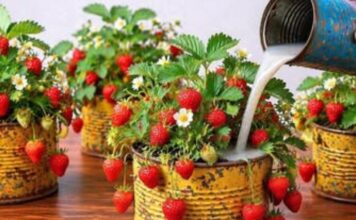 Jagode “polude” zbog OVOGA – krupni plodovi i maksimalan prinos zagarantovani! 🍓🔥