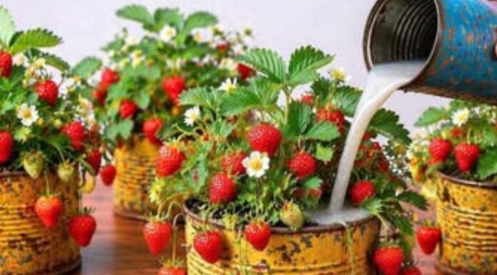 Jagode “polude” zbog OVOGA – krupni plodovi i maksimalan prinos zagarantovani! 🍓🔥