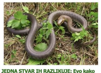 JEDNA STVAR IH RAZLIKUJE: Evo kako prepoznati otrovnu od bezopasne zmije i zaštiti se JEDNA STVAR IH RAZLIKUJE: Evo kako prepoznati otrovnu od bezopasne zmije i zaštiti se