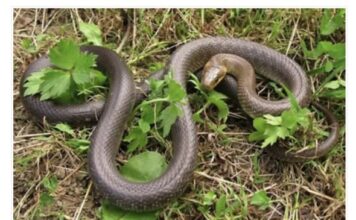 JEDNA STVAR IH RAZLIKUJE: Evo kako prepoznati otrovnu od bezopasne zmije i zaštiti se JEDNA STVAR IH RAZLIKUJE: Evo kako prepoznati otrovnu od bezopasne zmije i zaštiti se