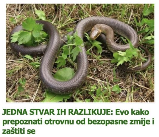 JEDNA STVAR IH RAZLIKUJE: Evo kako prepoznati otrovnu od bezopasne zmije i zaštiti se JEDNA STVAR IH RAZLIKUJE: Evo kako prepoznati otrovnu od bezopasne zmije i zaštiti se