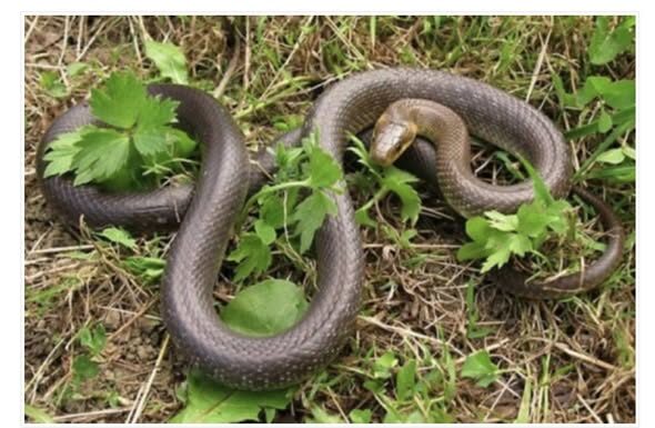 JEDNA STVAR IH RAZLIKUJE: Evo kako prepoznati otrovnu od bezopasne zmije i zaštiti se JEDNA STVAR IH RAZLIKUJE: Evo kako prepoznati otrovnu od bezopasne zmije i zaštiti se
