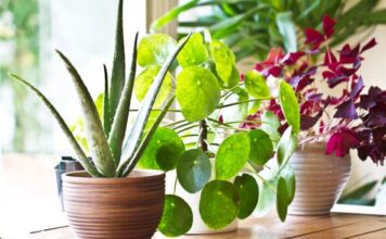 Kako da cveće cveta kao iz vode: 5 tajnih saveta stručnjaka Kako da cveće cveta kao iz vode: 5 tajnih saveta stručnjaka