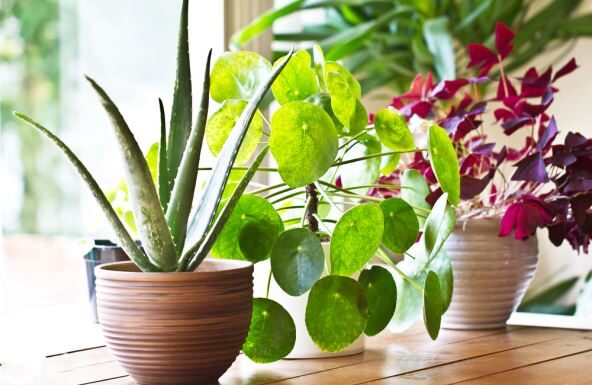 Kako da cveće cveta kao iz vode: 5 tajnih saveta stručnjaka Kako da cveće cveta kao iz vode: 5 tajnih saveta stručnjaka