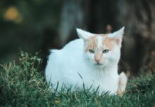 Kako pronaći izgubljenu mačku? Kako pronaći izgubljenu mačku?