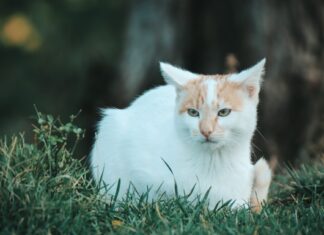 Kako pronaći izgubljenu mačku? Kako pronaći izgubljenu mačku?
