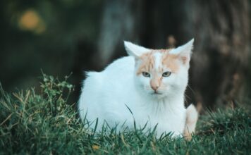 Kako pronaći izgubljenu mačku? Kako pronaći izgubljenu mačku?