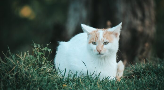 Kako pronaći izgubljenu mačku? Kako pronaći izgubljenu mačku?