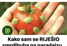 KAKO SAM SE RIJEŠIO SMRDIBUBA SA PARADAJZA! Ovu stvar jednostavno ne mogu da podnesu – prirodno i efikasno! KAKO SAM SE RIJEŠIO SMRDIBUBA SA PARADAJZA! Ovu stvar jednostavno ne mogu da podnesu – prirodno i efikasno!