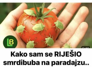 KAKO SAM SE RIJEŠIO SMRDIBUBA SA PARADAJZA! Ovu stvar jednostavno ne mogu da podnesu – prirodno i efikasno! KAKO SAM SE RIJEŠIO SMRDIBUBA SA PARADAJZA! Ovu stvar jednostavno ne mogu da podnesu – prirodno i efikasno!