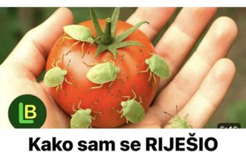 KAKO SAM SE RIJEŠIO SMRDIBUBA SA PARADAJZA! Ovu stvar jednostavno ne mogu da podnesu – prirodno i efikasno! KAKO SAM SE RIJEŠIO SMRDIBUBA SA PARADAJZA! Ovu stvar jednostavno ne mogu da podnesu – prirodno i efikasno!