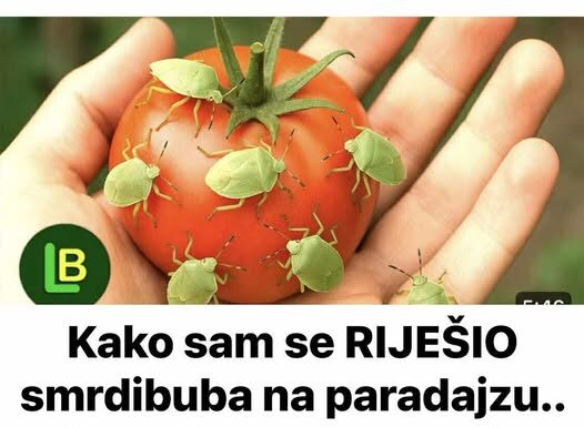 KAKO SAM SE RIJEŠIO SMRDIBUBA SA PARADAJZA! Ovu stvar jednostavno ne mogu da podnesu – prirodno i efikasno! KAKO SAM SE RIJEŠIO SMRDIBUBA SA PARADAJZA! Ovu stvar jednostavno ne mogu da podnesu – prirodno i efikasno!
