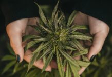 Kanabis: 3 neočekivane promene koje donosi kako starite Kanabis: 3 neočekivane promene koje donosi kako starite