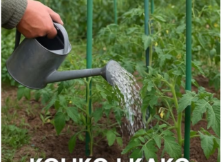 Koliko i kako zalivati paradajz Koliko i kako zalivati paradajz