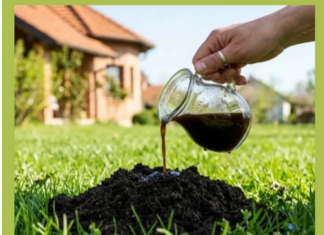 Krtice bježe od OVOGA: Jednu stvar stavite u rupu i travnjak je spašen! Krtice bježe od OVOGA: Jednu stvar stavite u rupu i travnjak je spašen!