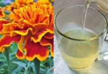 LIJEČI 100 BOLESTI, A KOD NAS RASTE KAO KOROV: Pijte čaj od KADIFE za ove tegobe LIJEČI 100 BOLESTI, A KOD NAS RASTE KAO KOROV: Pijte čaj od KADIFE za ove tegobe