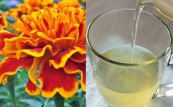 LIJEČI 100 BOLESTI, A KOD NAS RASTE KAO KOROV: Pijte čaj od KADIFE za ove tegobe LIJEČI 100 BOLESTI, A KOD NAS RASTE KAO KOROV: Pijte čaj od KADIFE za ove tegobe