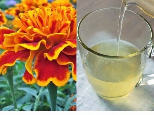 LIJEČI 100 BOLESTI, A KOD NAS RASTE KAO KOROV: Pijte čaj od KADIFE za ove tegobe LIJEČI 100 BOLESTI, A KOD NAS RASTE KAO KOROV: Pijte čaj od KADIFE za ove tegobe