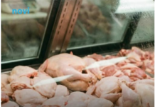 Mesar otkrio koji je najisplativiji komad piletine: Mnogi su se iznenadili Mesar otkrio koji je najisplativiji komad piletine: Mnogi su se iznenadili