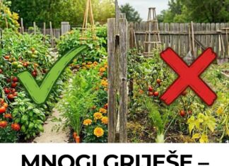MNOGI GRIJEŠE – ove biljke nipošto ne sadite jedne kraj drugih – uradite to ovako MNOGI GRIJEŠE – ove biljke nipošto ne sadite jedne kraj drugih – uradite to ovako