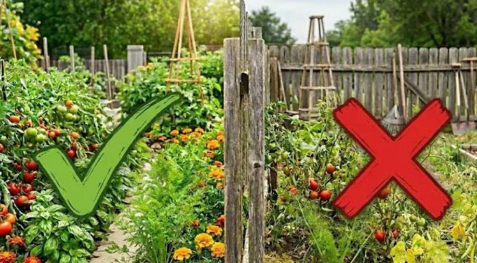 MNOGI GRIJEŠE – ove biljke nipošto ne sadite jedne kraj drugih – uradite to ovako MNOGI GRIJEŠE – ove biljke nipošto ne sadite jedne kraj drugih – uradite to ovako