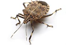 Na ovaj prirodan način ćete se rešiti dosadnih smrdibuba u svom domu: Ključ je u tome gde ćete staviti ovo sredstvo od samo 2 sastojka Na ovaj prirodan način ćete se rešiti dosadnih smrdibuba u svom domu: Ključ je u tome gde ćete staviti ovo sredstvo od samo 2 sastojka