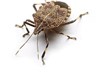 Na ovaj prirodan način ćete se rešiti dosadnih smrdibuba u svom domu: Ključ je u tome gde ćete staviti ovo sredstvo od samo 2 sastojka Na ovaj prirodan način ćete se rešiti dosadnih smrdibuba u svom domu: Ključ je u tome gde ćete staviti ovo sredstvo od samo 2 sastojka